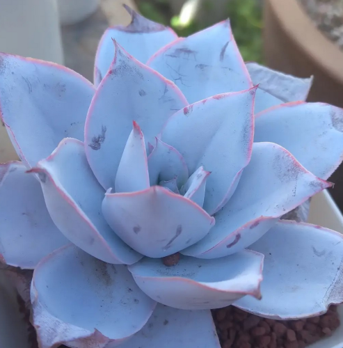 Echeveria Cante