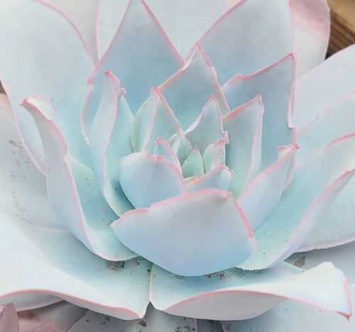 Echeveria Cante