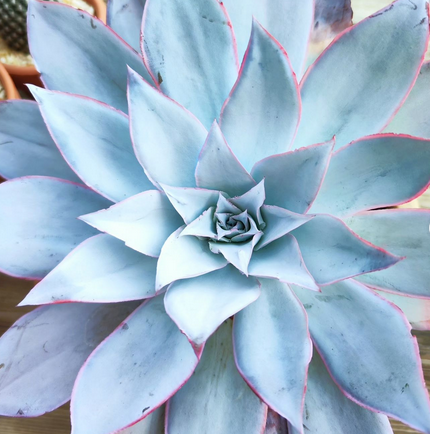 Echeveria Cante