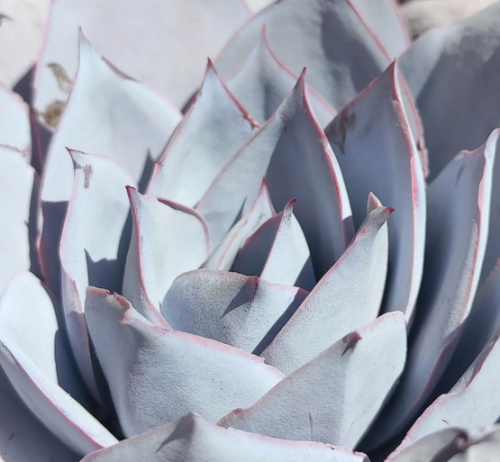 Echeveria Cante