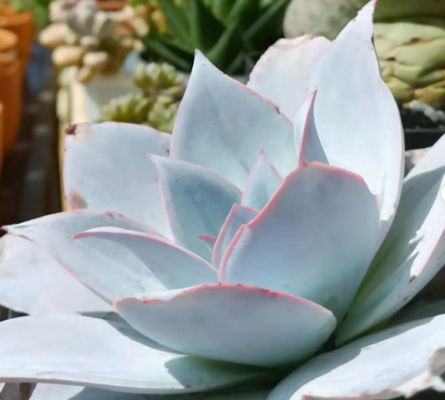 Echeveria Cante