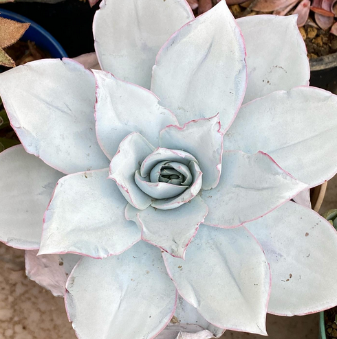 Echeveria Cante