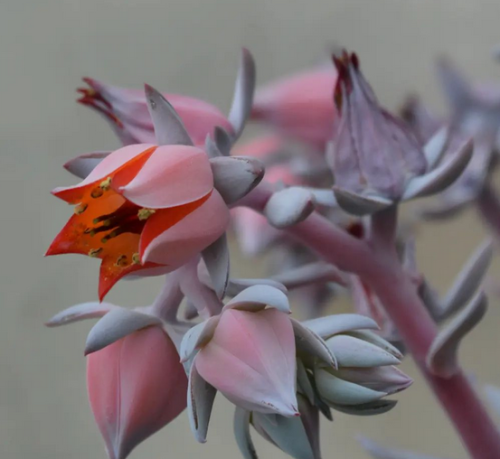 Echeveria Cante