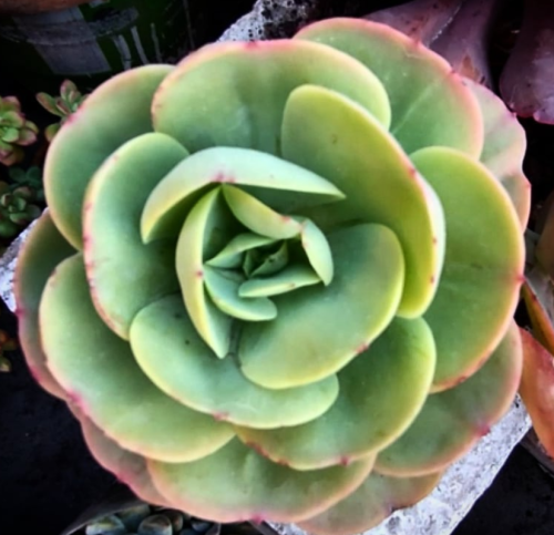 Momoca / Mandala Citrus, echeveria