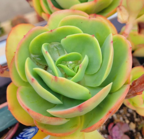 Echeveria Momoca