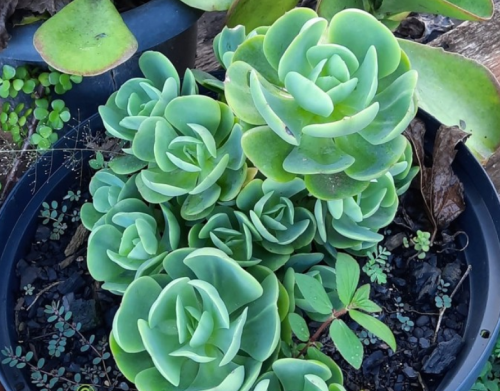 Echeveria Momoca