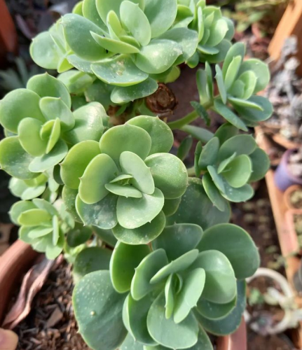 Echeveria Momoca