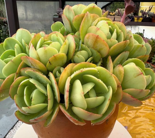 Echeveria Momoca