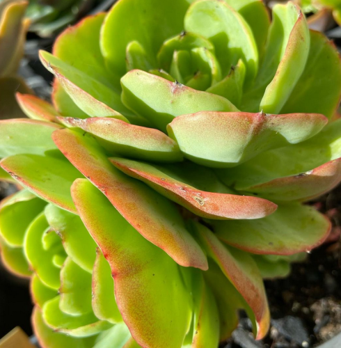 Echeveria Momoca